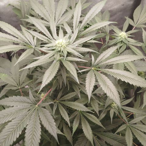 White widow & Bubble Gum  growlog timeline photo