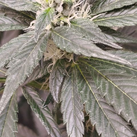 White widow & Bubble Gum  growlog timeline photo