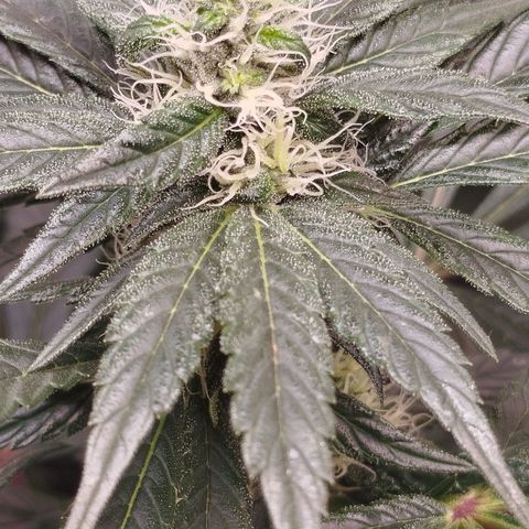 White widow & Bubble Gum  growlog timeline photo