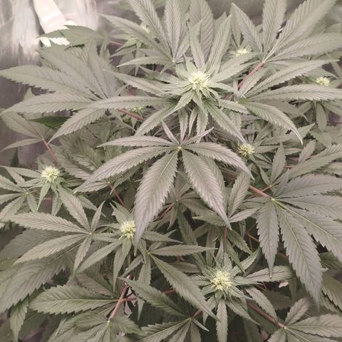 White widow & Bubble Gum  growlog timeline photo