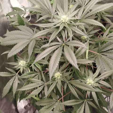 White widow & Bubble Gum  growlog timeline photo