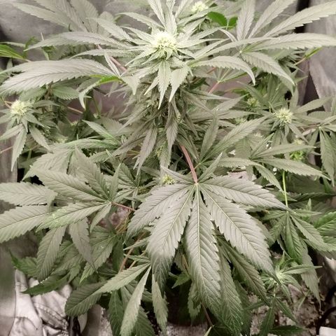 White widow & Bubble Gum  growlog timeline photo