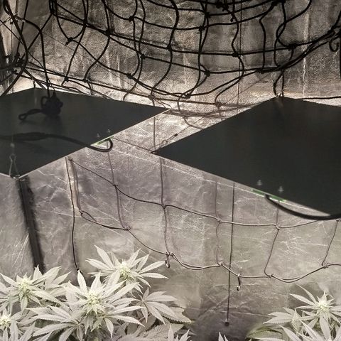 White widow & Bubble Gum  growlog timeline photo