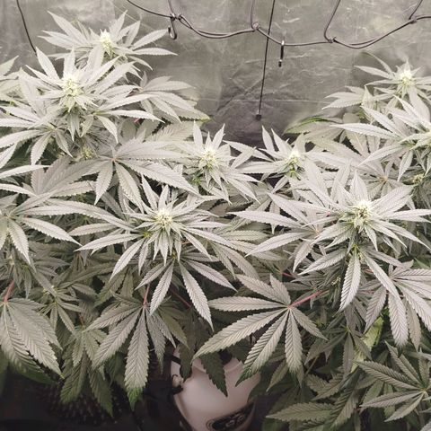 White widow & Bubble Gum  growlog timeline photo