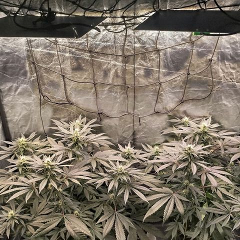 White widow & Bubble Gum  growlog timeline photo