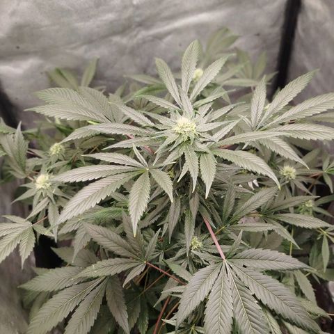 White widow & Bubble Gum  growlog timeline photo