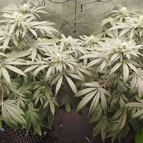 White widow & Bubble Gum  growlog timeline photo