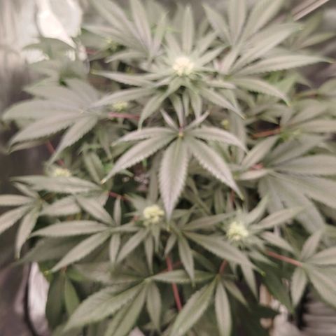 White widow & Bubble Gum  growlog timeline photo