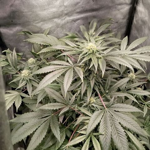 White widow & Bubble Gum  growlog timeline photo