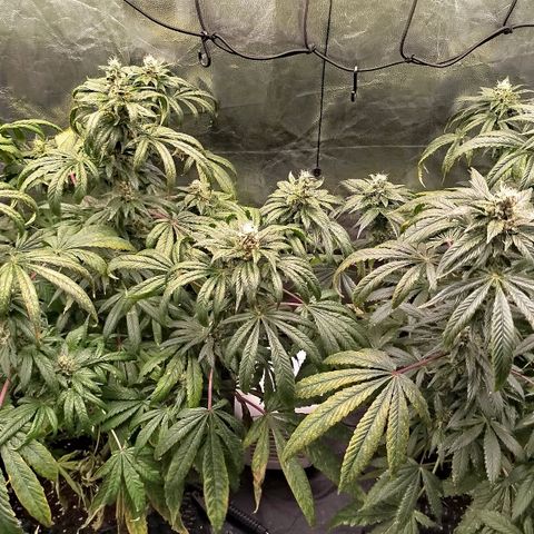 White widow & Bubble Gum  growlog timeline photo