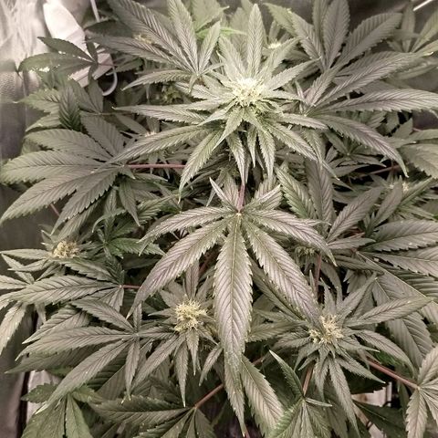 White widow & Bubble Gum  growlog timeline photo