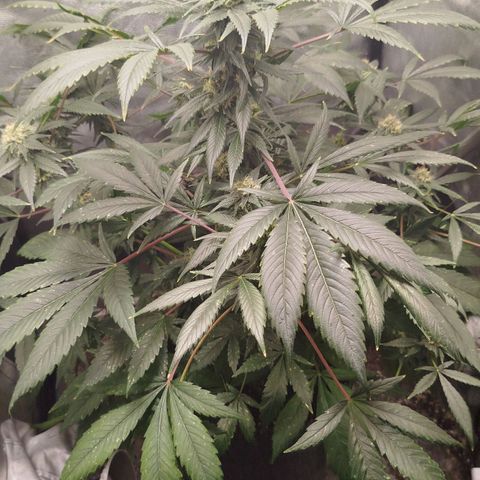 White widow & Bubble Gum  growlog timeline photo