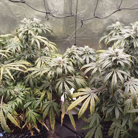 White widow & Bubble Gum  growlog timeline photo