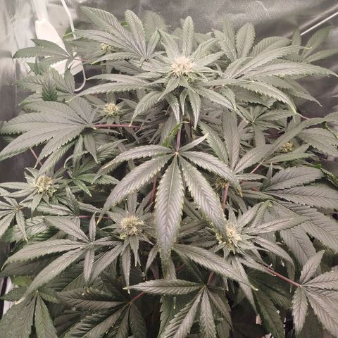 White widow & Bubble Gum  growlog timeline photo