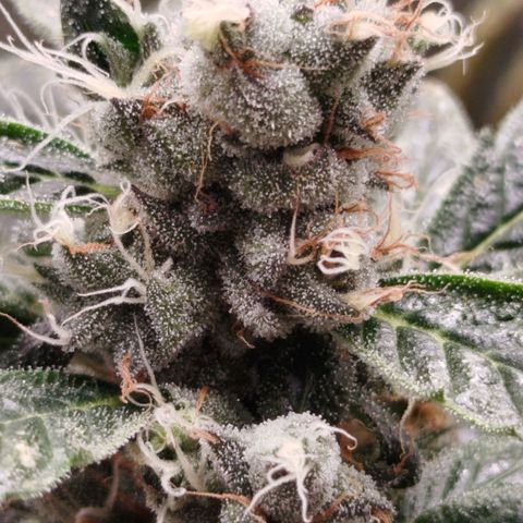 White widow & Bubble Gum  growlog timeline photo
