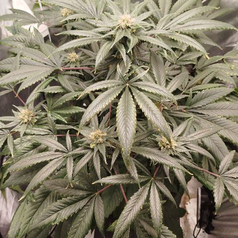White widow & Bubble Gum  growlog timeline photo