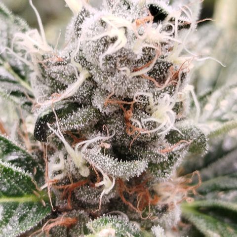 White widow & Bubble Gum  growlog timeline photo