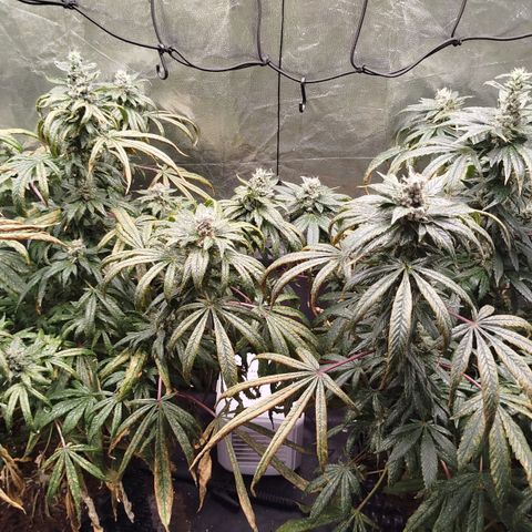 White widow & Bubble Gum  growlog timeline photo