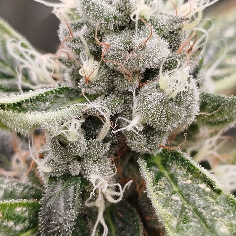 White widow & Bubble Gum  growlog timeline photo