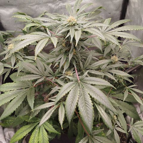 White widow & Bubble Gum  growlog timeline photo