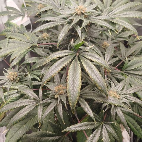 White widow & Bubble Gum  growlog timeline photo