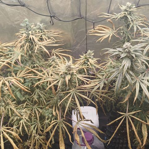 White widow & Bubble Gum  growlog timeline photo