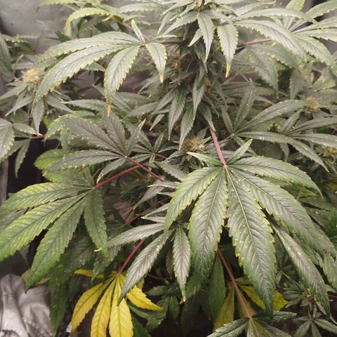 White widow & Bubble Gum  growlog timeline photo
