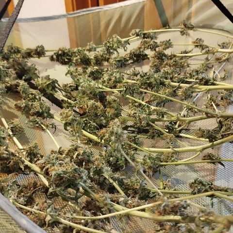 White widow & Bubble Gum  growlog timeline photo