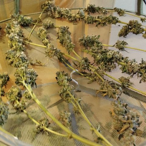 White widow & Bubble Gum  growlog timeline photo