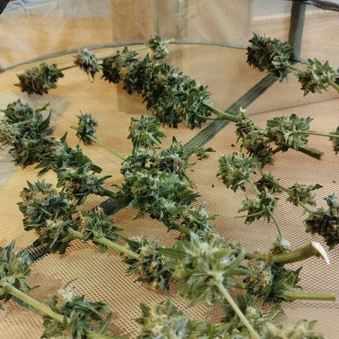 White widow & Bubble Gum  growlog timeline photo