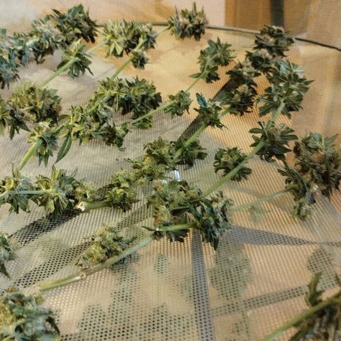 White widow & Bubble Gum  growlog timeline photo