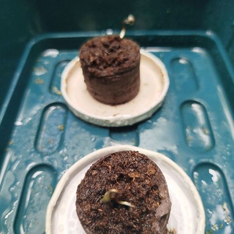 Bubblegum XL growlog timeline photo