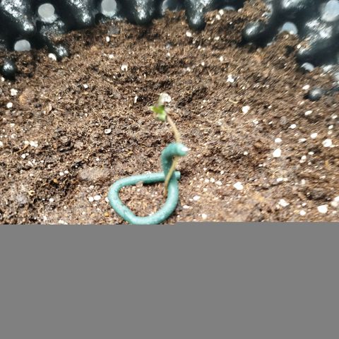 Bubblegum XL growlog timeline photo