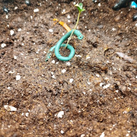 Bubblegum XL growlog timeline photo