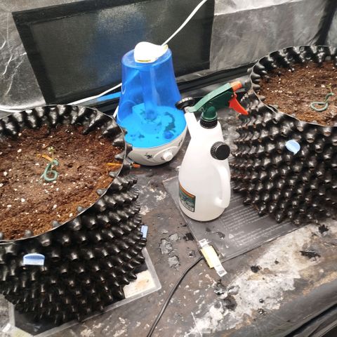 Bubblegum XL growlog timeline photo