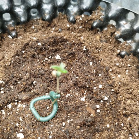 Fruit Spirit growlog timeline photo