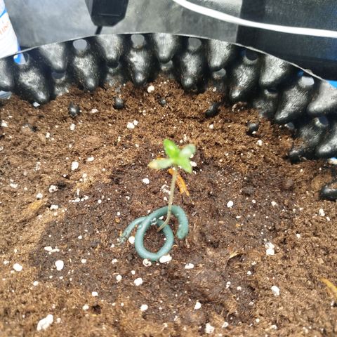 Bubblegum XL growlog timeline photo