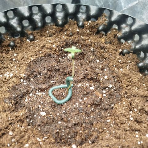 Fruit Spirit growlog timeline photo