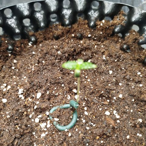 Fruit Spirit growlog timeline photo