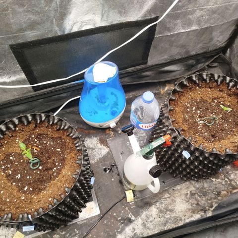 Bubblegum XL growlog timeline photo