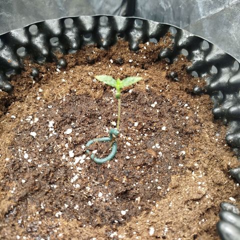 Fruit Spirit growlog timeline photo