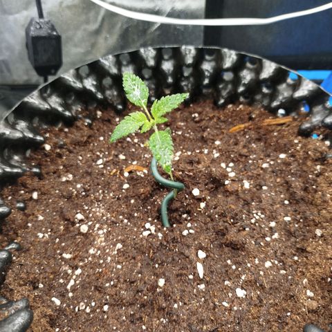 Bubblegum XL growlog timeline photo