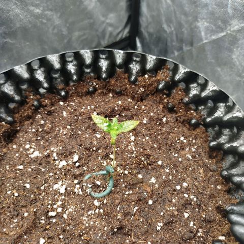Fruit Spirit growlog timeline photo
