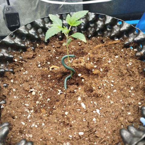 Bubblegum XL growlog timeline photo