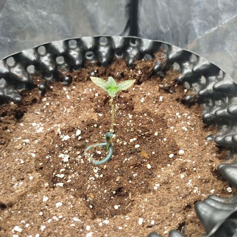 Fruit Spirit growlog timeline photo