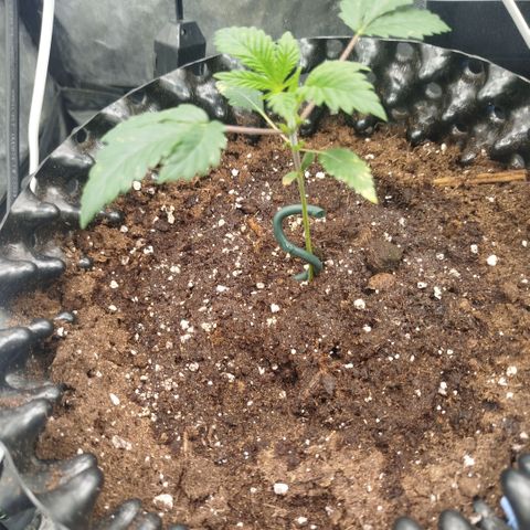 Bubblegum XL growlog timeline photo
