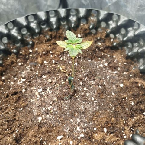 Fruit Spirit growlog timeline photo