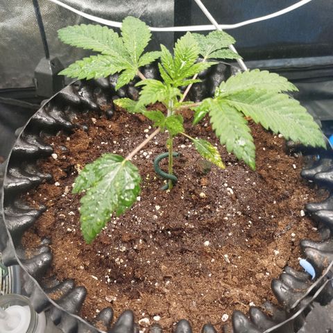 Bubblegum XL growlog timeline photo