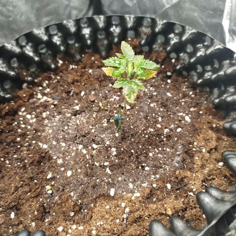 Fruit Spirit growlog timeline photo