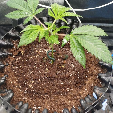 Bubblegum XL growlog timeline photo